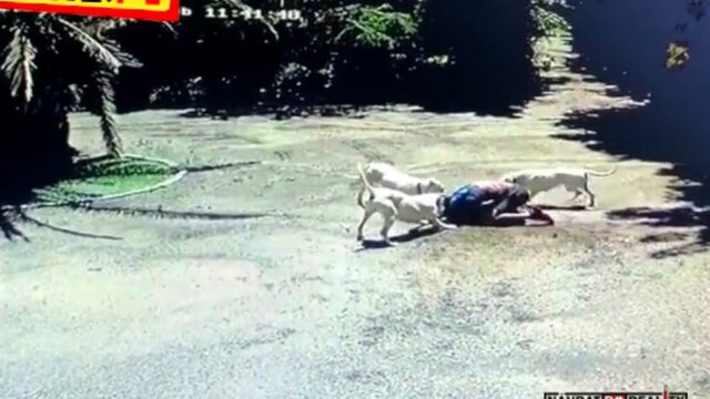Atak Doga Argentyńskiego w agresywnej grupie