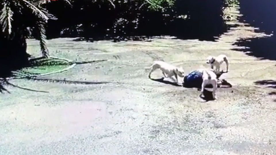 atak doga argentyńskiego